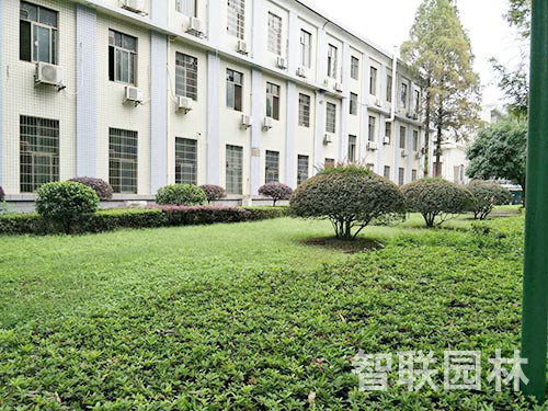 湖南理工大學(xué)綠化1